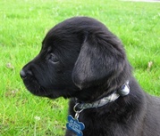 honden foto van Evelien de Bondt