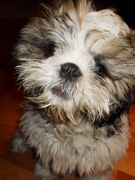 honden foto van Linda & Charlie