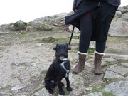 honden foto van Sanne en Donnie