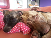 honden foto van  Regina & Kayya & Victoria