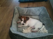 honden foto van wouter