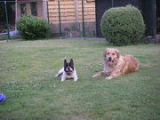 honden foto van Mieks