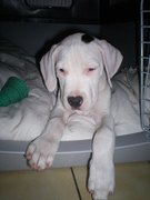 honden foto van Isere