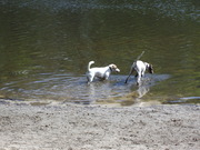 honden foto honden foto van chantal