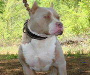 honden foto van jeff