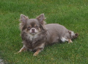 honden foto van Chihuahua-lovers.