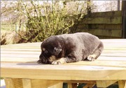 honden foto van Stephanie