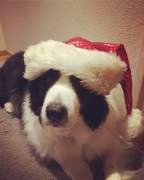 honden foto van DeniseVK