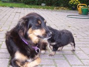 honden foto van Fam in 't Veld