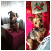 honden foto van gerrie