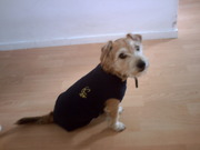 honden foto van jack