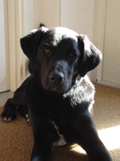 honden foto van Marcella