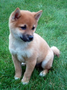 honden foto van Farsiah