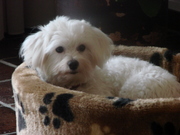 honden foto van Jacqueline