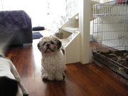 honden foto van Astrid Haan Wever