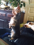 honden foto van Amanda. Binkey* & Beauty