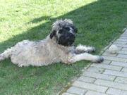 honden foto van Jos073