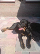 honden foto van Jack