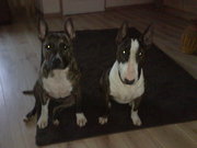 honden foto honden foto van Hubert