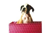 honden foto van jamie en noa