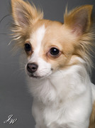 honden foto honden foto van naomi