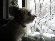 honden foto van jacqueline