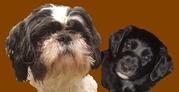 honden foto van Michel & Joyce