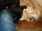 honden foto van linda