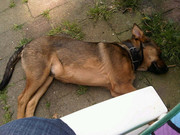 honden foto van bart1986