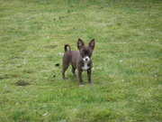 honden foto van mieke 