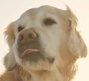 honden foto van Jazzy