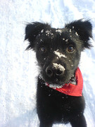 honden foto van Marloes