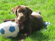 honden foto van Linda Nieland