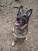 honden foto van Corine Hout