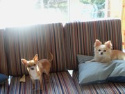 honden foto honden foto van paulien