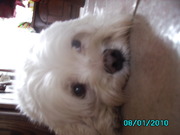 honden foto van sylvia de munck