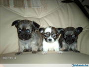 honden foto van petra