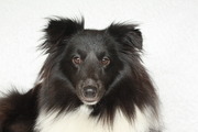 honden foto van Kim & Luanda