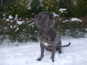 honden foto van dick