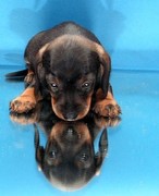 honden foto van Denise Beilstein