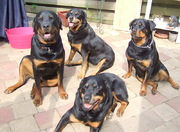 honden foto van Maria