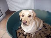 honden foto van Monica