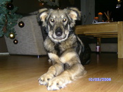 honden foto van Sarah Brockmann