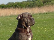 honden foto van Angela