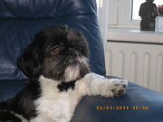 honden foto van Ingrid Vos