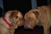 honden foto van sandy