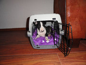 honden foto van anja