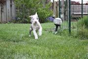 honden foto van janet