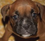 honden foto van Moonya