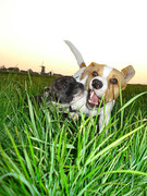 honden foto van Louisa